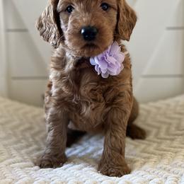 Goldendoodle and Sheepadoodle Puppies from McClelland Doodles
