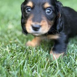 Muffin - Black and tan female Dachshund puppy in Vancouver, Washington from Cascade Minis