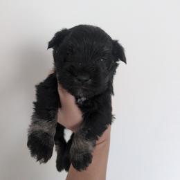 Grey - Black and silver male Miniature Schnauzer puppy in Thomasville, North Carolina from J&J's Future Horizons Kennel