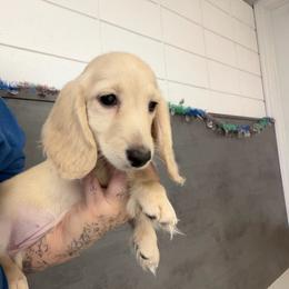 Autumn - Cream female Dachshund puppy in Cutler Bay, Florida from Dadecounty’s Dachshunds