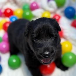 Sunshine - Black female Shiloh Shepherd puppy in Bartlett, Tennessee from The Mighty Quinn Shilohs