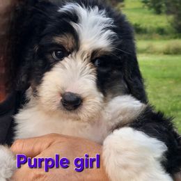 Purple Girl - Tri-color female Bernedoodle puppy in Taft, Tennessee from McGraw's Fetching Pups
