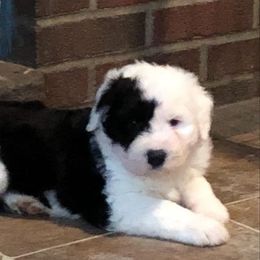 Old English Sheepdog Puppies from Phoenix Old English Sheepdogs