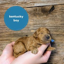 Kentucky - Red  male Goldendoodle puppy in Cambridge, Minnesota from Country Meadow Doodles