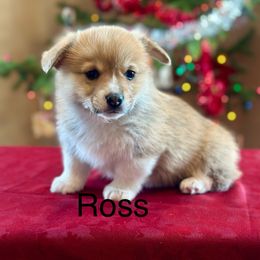 Pembroke Welsh Corgi Puppies from Country Rubys