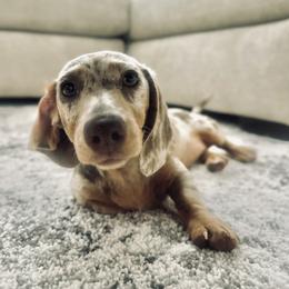 Gigi - Dachshund