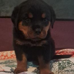 Girl 2 - Black and mahogany female Rottweiler puppy in De Witt, Iowa from Irish Eyes Kennels