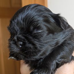Sweet Boy 2 - Black male Shih Tzu puppy in Surry, Maine from McKayla Hairston