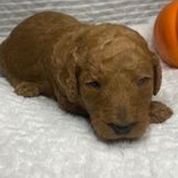 Goldendoodles from Southside Doodles