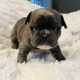 French Bulldogs from Gilbert Puppies
