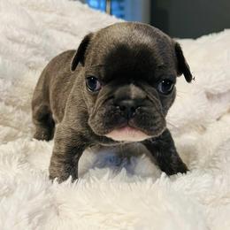 French Bulldogs from Gilbert Puppies