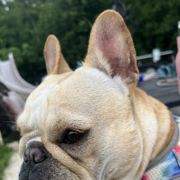 French Bulldog All Grown Up from Fulshear Frenchies