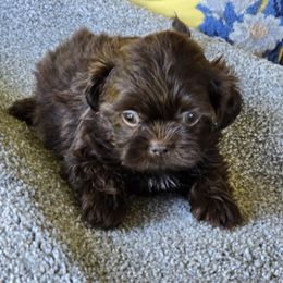 Chocolate girl 1 - Chocolate female Shih Tzu puppy in Newark, Ohio from Gemini Kennels