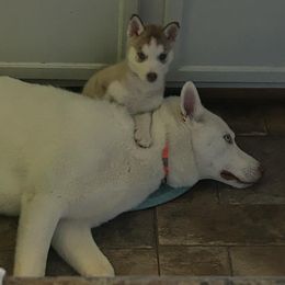 Siberian Husky Puppies from Feazell’s Siberian Huskies