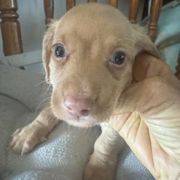 Pistol - Red male Dachshund puppy in Polo, Missouri from Blue Tails Farm