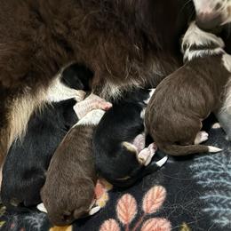 Oogie Boogie - Red tri-color male Australian Shepherd puppy in Fredericksburg, Virginia from Cooper Ridge Aussies