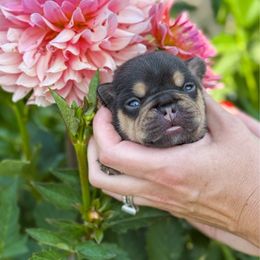 Dove - Tricolors female French Bulldog puppy in New Hampton, New Hampshire from Kismet French Bulldogs