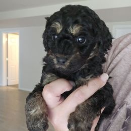 Duke - Phantom male Bernedoodle puppy in Galena, Illinois from Perry's doodles