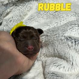 Rubble - Chocolate male Labrador Retriever puppy in Tomahawk, Wisconsin from Mahner Labs