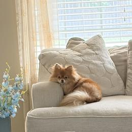 Mia - Orange sable female Pomeranian puppy in Oologah, Oklahoma from GG's Pomeranians