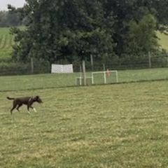 McNabs from Allegheny McNab Shepherds