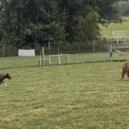 McNabs from Allegheny McNab Shepherds
