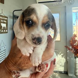 Nina - Black and tan female Dachshund puppy in Lexington, Oklahoma from Terry's Dachshunds (BooneDox Mini Dachshunds)