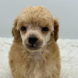 Tiger - Red  male Poodle puppy in Wheatland, California from Sapphire Ridge Poodles