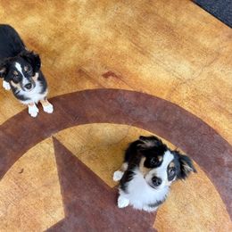 "Hudson & Whiskey" Miniature Australian Shepherd Puppies from Integrity Aussies Tx