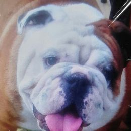 Chunk - Bulldog