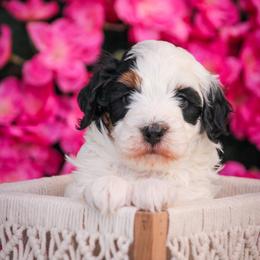 Luke - Tri-color male Bernedoodle puppy in Longview, Texas from Furry Tail Doodles