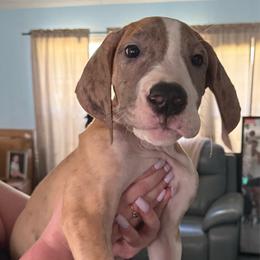 Dark blue collar - Mantle merle male Great Dane puppy in Loris, South Carolina from Days Danes