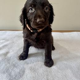 Boykin Spaniel Puppies from TNT Kennels