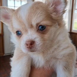 Haniel - 3,750.00 - Chocolate and tan female Chihuahua puppy in Callao, Virginia from Grace & Glory Chihuahuas