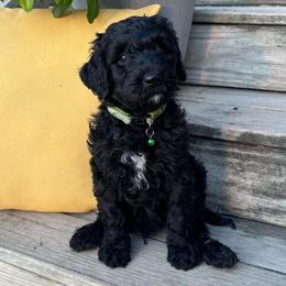 Light green - Black female Goldendoodle puppy in Seguin, Texas from Dude Ranch Doodles
