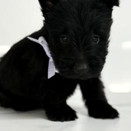 Juliet - Black female Scottish Terrier puppy in Mount Joy, Pennsylvania from K&M Kennel