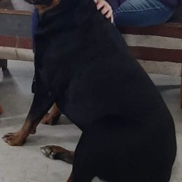Rottweilers from Razen K9s