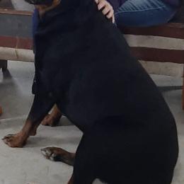 Rottweilers from Razen K9s