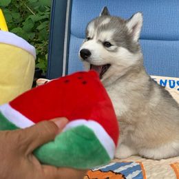 Siberian Husky Puppies from Canace Siberians
