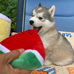 Siberian Husky Puppies from Canace Siberians