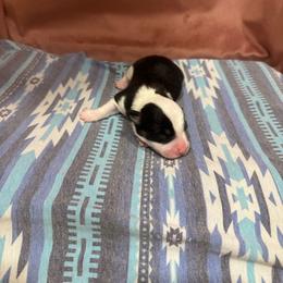 Angus - Black and tan male Pembroke Welsh Corgi puppy in Huntington, Texas from Flower Hill Farm