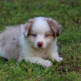 Daisy - Red merle female Toy Australian Shepherd puppy in Bauxite, Arkansas from J and B Mini Aussies