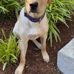 Labrador Retriever Puppies from Sycamore Kennels