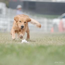 Dorado - Golden Retriever