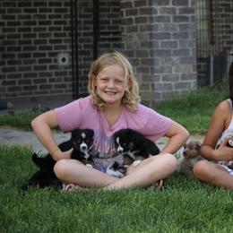 Australian Shepherd, Miniature American Shepherd, Miniature Australian Shepherd, and Toy Australian Shepherd Puppies from Painted Blue Aussies