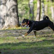 Entlebucher Mountain Dogs from Entles Edge Entlebucher Mountain Dogs, LLC