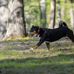 Entlebucher Mountain Dogs from Entles Edge Entlebucher Mountain Dogs, LLC