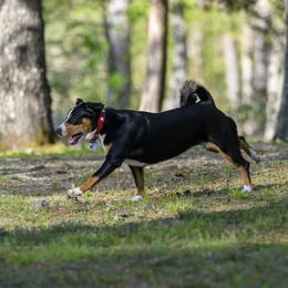 Entlebucher Mountain Dogs from Entles Edge Entlebucher Mountain Dogs, LLC