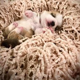 Pembroke Welsh Corgi Puppies from The King’s Corgis