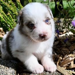 Tarquin - Red merle male Miniature American Shepherd puppy in Damascus, Oregon from Rebel Soul Minis